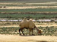 开云下载-克罗地亚力挺保加利亚，哈萨克斯坦心急如焚